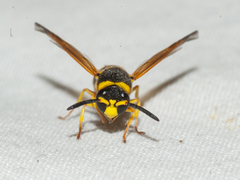 Pachodynerus cubensis