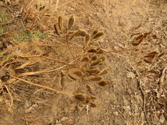 Lomatium suksdorfii