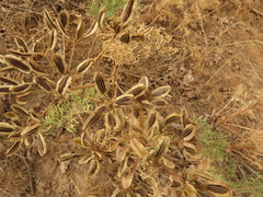 Lomatium suksdorfii