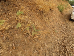 Lomatium suksdorfii