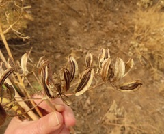 Lomatium suksdorfii