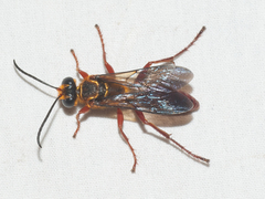 Sphex jamaicensis