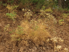 Lomatium suksdorfii