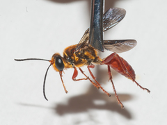 Sphex jamaicensis