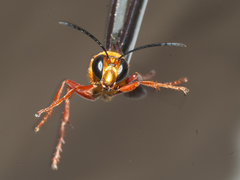 Sphex jamaicensis