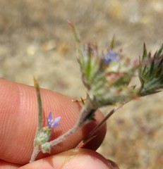 Eriastrum calocyanum