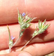 Eriastrum calocyanum