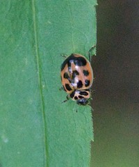 Neoharmonia venusta