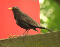 Turdus merula