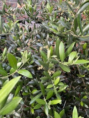 Magnoliopsida