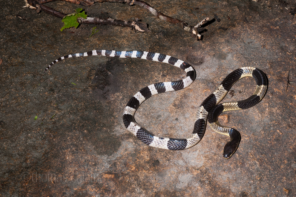 Malayan Krait