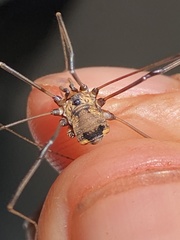 Leiobunum calcar
