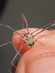 Leiobunum calcar