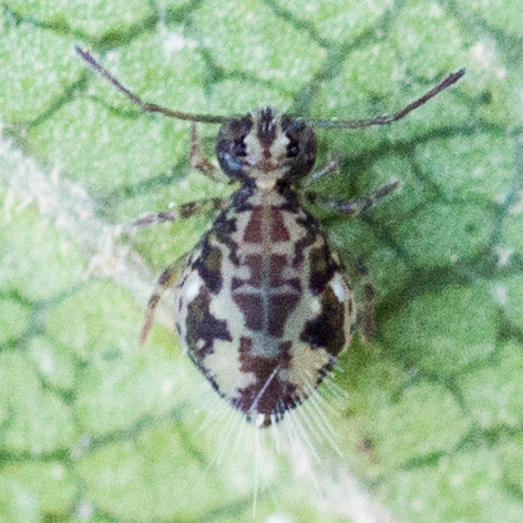 Ptenothrix beta