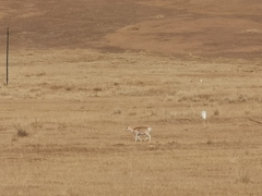 Procapra przewalskii