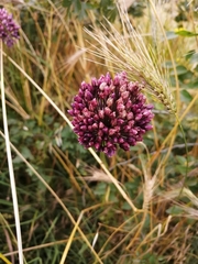 Allium rotundum