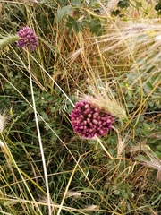 Allium rotundum