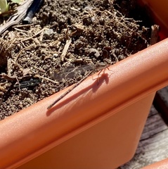 Argia fumipennis violacea