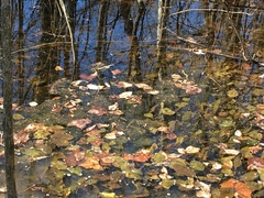Lithobates sylvaticus