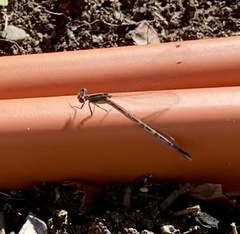 Argia fumipennis violacea
