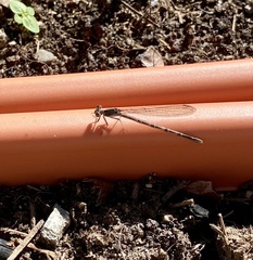 Argia fumipennis violacea