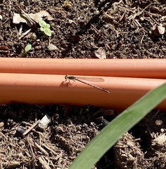 Argia fumipennis violacea