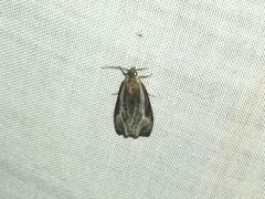 Olethreutes quadrifidum