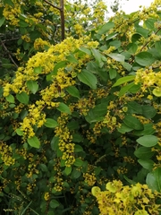Paliurus spina-christi