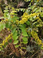 Paliurus spina-christi