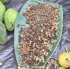 Myrmecocystus melliger