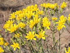Crepis atribarba