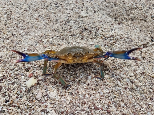 Callinectes arcuatus