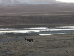 Equus kiang