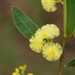 Myrtle Wattle - Photo (c) Reiner Richter, some rights reserved (CC BY-NC-SA)