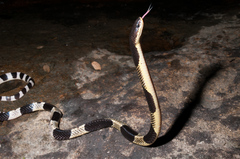 Blue Krait photo 5