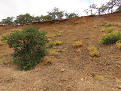 Lomatium suksdorfii