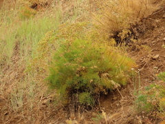 Lomatium suksdorfii