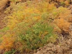 Lomatium suksdorfii