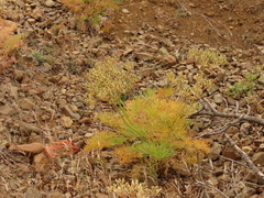 Lomatium suksdorfii