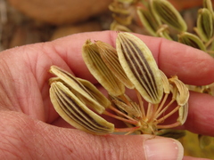 Lomatium suksdorfii
