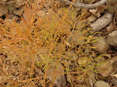 Lomatium suksdorfii