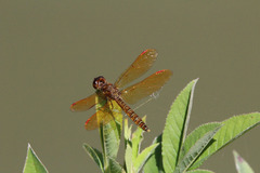 Perithemis tenera