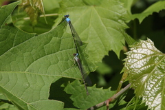 Argia apicalis