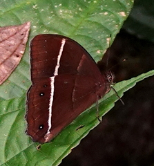 Parataygetis lineata