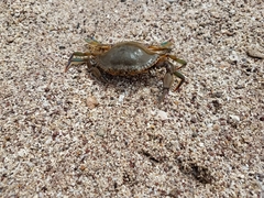 Callinectes arcuatus