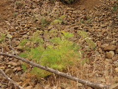 Lomatium suksdorfii