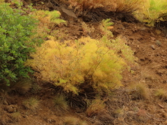 Lomatium suksdorfii