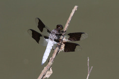 Plathemis lydia