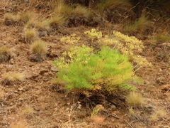 Lomatium suksdorfii