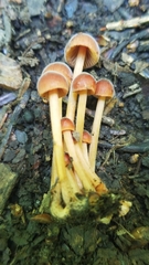 Marasmius sullivantii